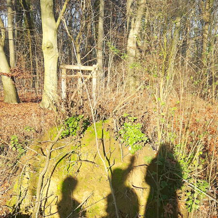 3 Schatten im Wald