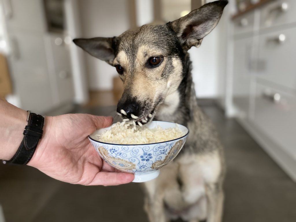 reis für den hund