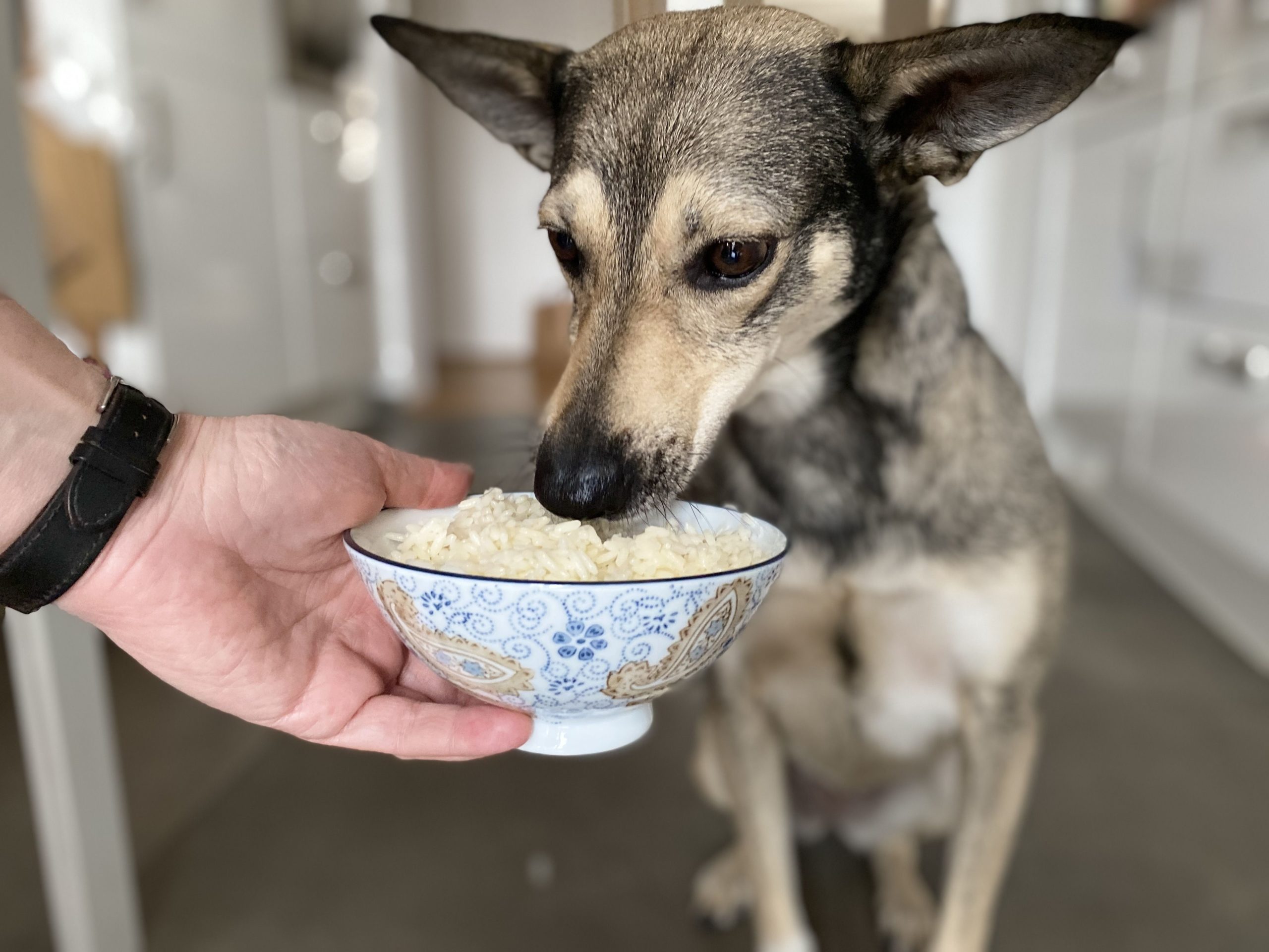 Reis für den Hund Hunvision