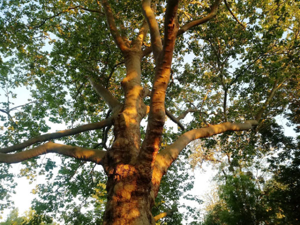 Baum in der Abendsonne, Blick von unten