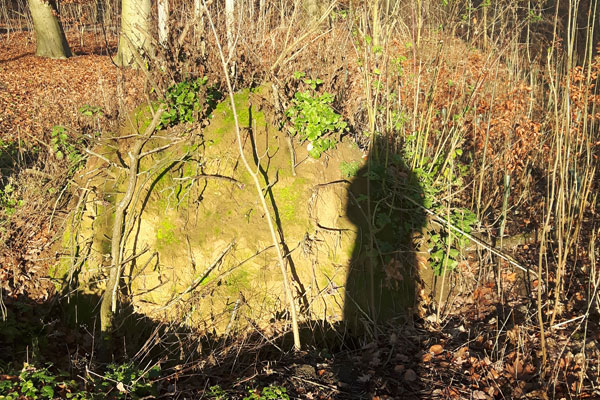 Schatten in Waldlandschaft